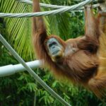 brown primate hanging on tree