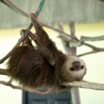 portrait of sloth hanging upside down on branch